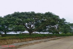 Agricultural Lot for Sale in Barili, Cebu